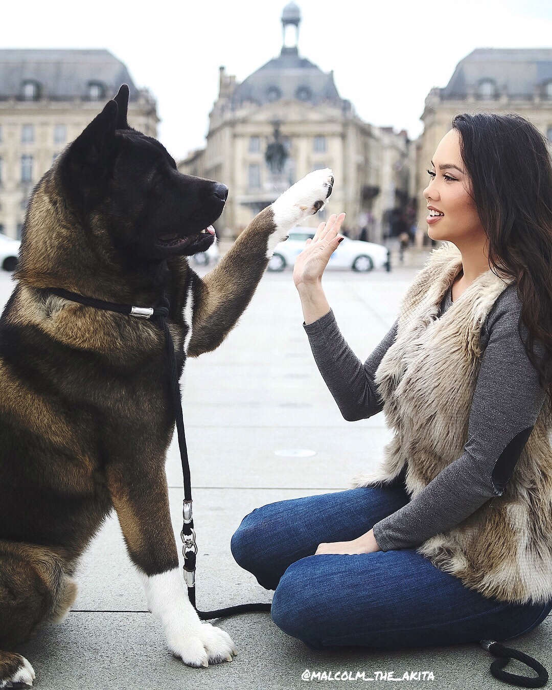 huge akita dog