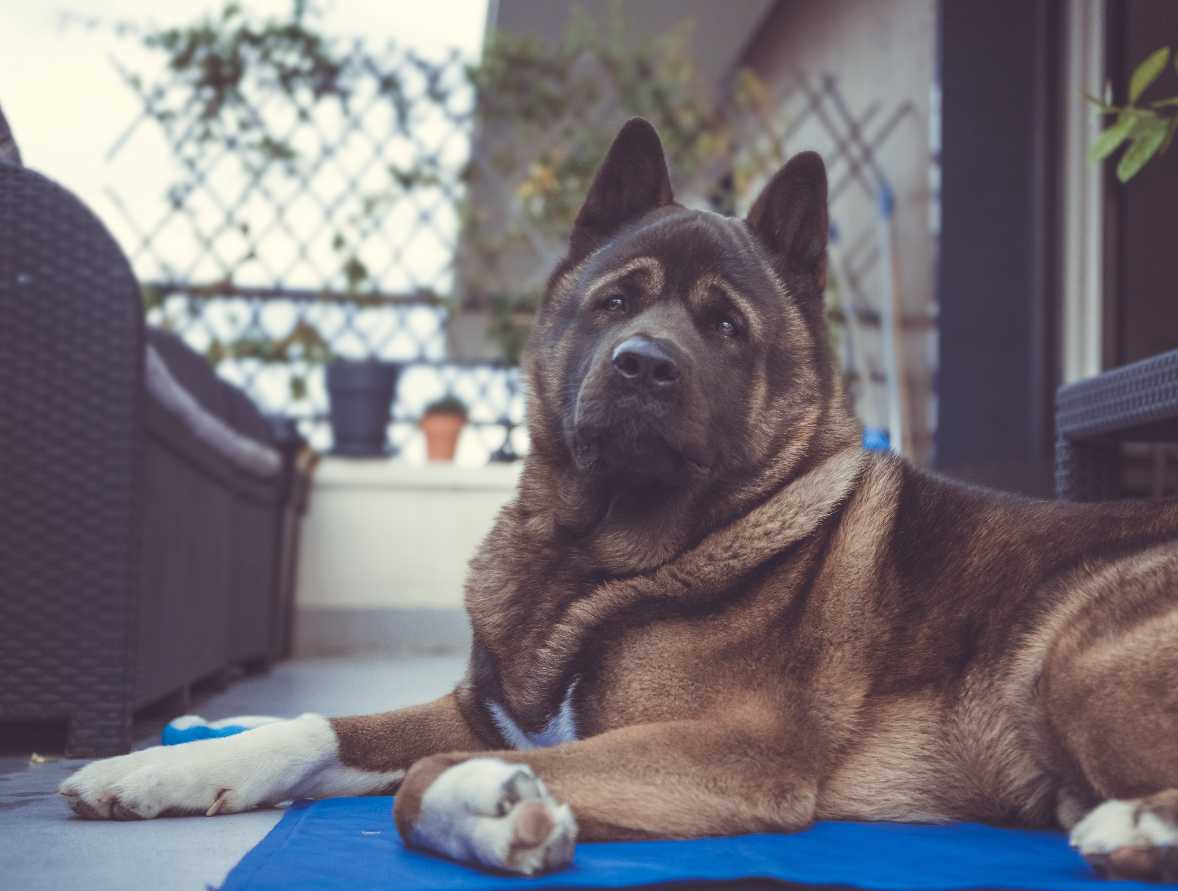Ggj Malcolmtheakita ggj-malcolmtheakita